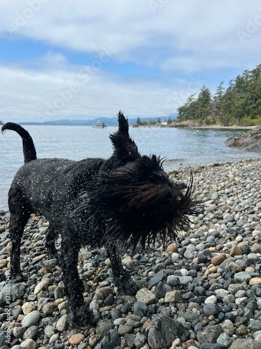 Dog shaking water on beach