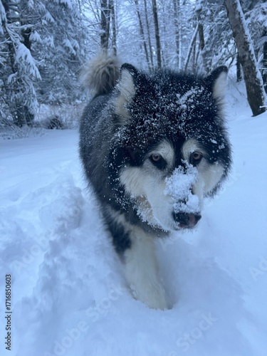 Alaskan Malamute playing in the snow