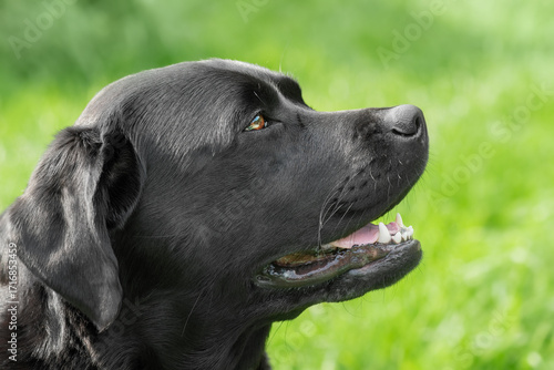 Wallpaper Mural Black Labrador Retriever dog on a background of blurred green grass. Torontodigital.ca