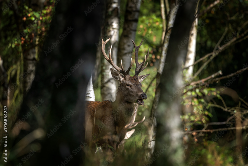 Naklejka premium A red deer during the rutting season. Herd of the red deer in natural habitat in autumn. 