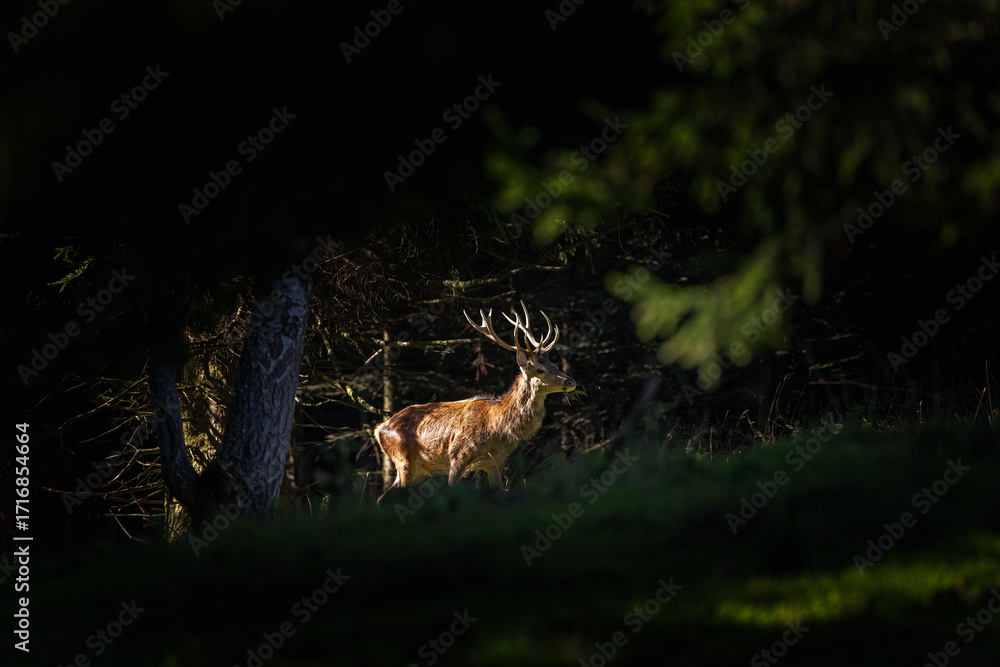 Fototapeta premium A red deer during the rutting season. Herd of the red deer in natural habitat in autumn. 