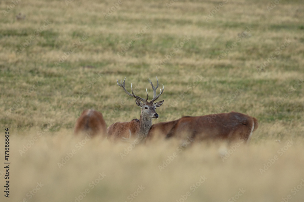 Obraz premium A red deer during the rutting season. Herd of the red deer in natural habitat in autumn. 