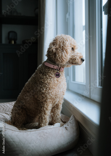 Lonely Cockapoo dog home alone looking out window 