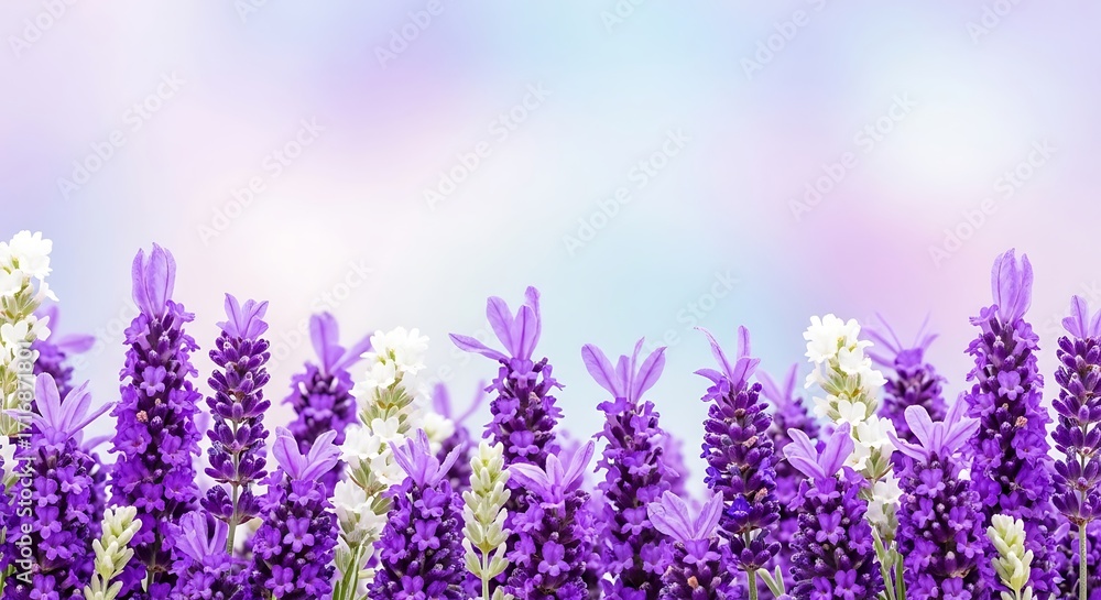Naklejka premium Elegant lavender blooms with soft pastel backdrop for ethereal serenity