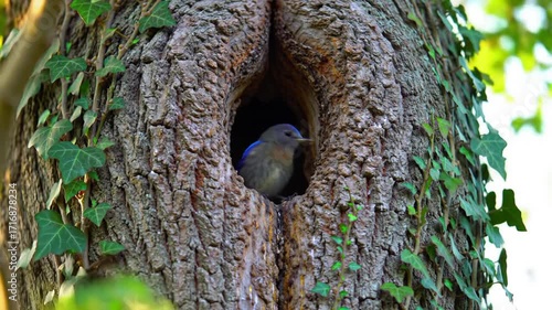 Eastern Bluebird in a tree hollow