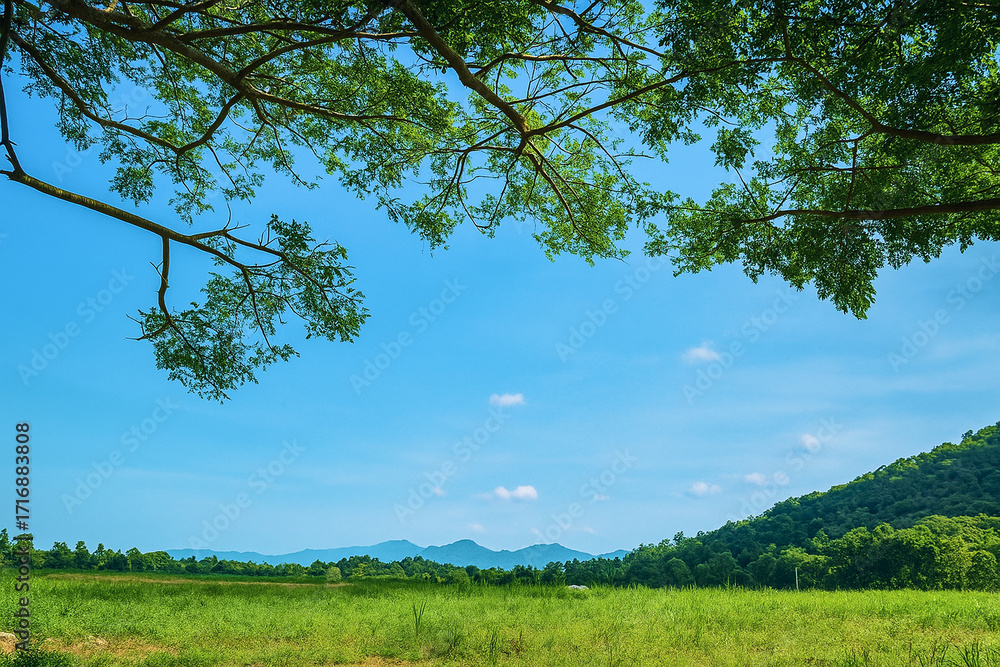 Obraz premium Green Meadow with Trees and Blue Sky
