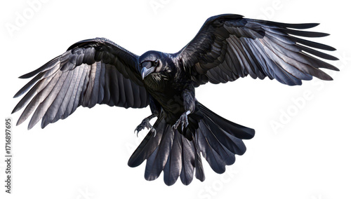 A majestic black crow soaring through the sky with its wings fully extended. its glossy feathers and keen eyes. set against a clear blue background. ideal for nature-themed projects