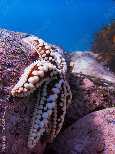 фотографія estrella jupiter, entorno marino, beauty of the underwater world