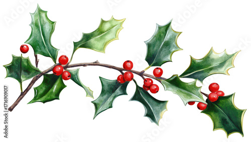 A beautifully detailed watercolor illustration of a holly branch featuring green leaves and bright red berries. perfect for holiday-themed designs and seasonal decorations