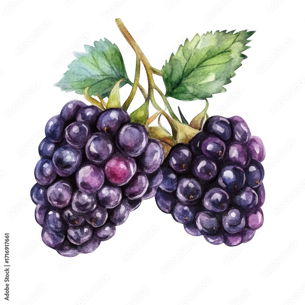 Fototapeta premium A watercolor illustration of two clusters of ripe blackberries with lush green leaves. their rich color and texture. perfect for use in food-related designs or nature-themed projects