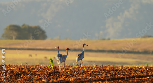 Sarus cranes (Grus antigone) in a freshly cut sugar cane field with sunlit defused farm paddocks in the distance in Atherton Tablelands, Queensland,