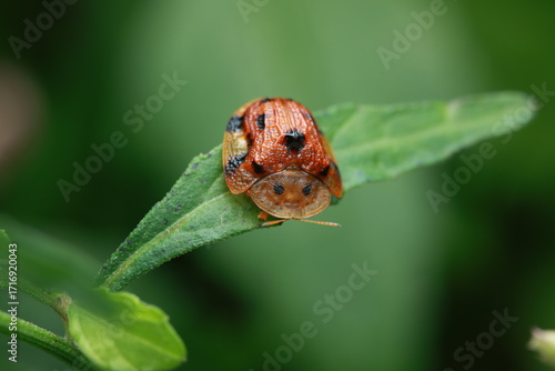Charidotella sexpunctata perched on a green leaf. Its transparent shell can change color from gold to red when disturbed. A small beetle in the family Chrysomelidae with distinct black spots.