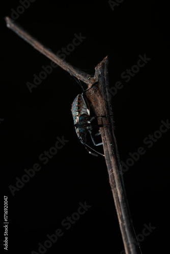 The green stink bug (Pentatomidae) is a medium-sized, shield-shaped insect with a bright green or greenish-brown body, two antennae, and six legs. It perches on plant branches, 