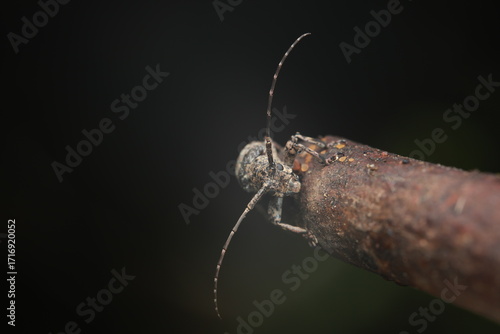 The longhorn beetle (Cerambycidae) has a brownish-gray body with mottled bark-like patterns, long antennae exceeding the body length, and six legs. It perches on tree branches or plant stems,