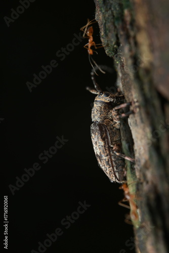 The image shows a longhorn beetle (Cerambycidae) perched on tree bark, with a brownish-gray mottled body, long antennae, and six legs. Red weaver ants (Oecophylla smaragdina) are nearby,