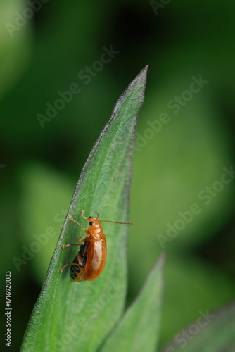 The red cucurbit leaf beetle (Aulacophora femoralis) is a small beetle with a bright red-orange, oval-shaped body, antennae, and legs. It is perched on green leaves, feeding on foliage.
