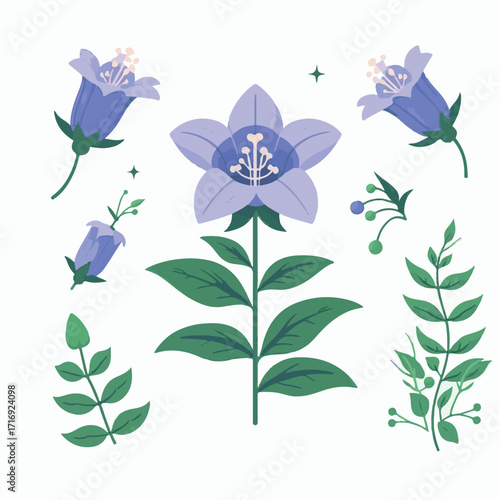 flower, bellflower, plant, botanical, summer, illustration, blossom, leaf, floral, green, spring, isolated, flora, campanula, drawing, design, purple, bluebell, blue, bloom, bell, bouquet, vintage, na