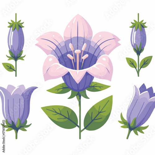 flower, bellflower, plant, botanical, summer, illustration, blossom, leaf, floral, green, spring, isolated, flora, campanula, drawing, design, purple, bluebell, blue, bloom, bell, bouquet, vintage, na