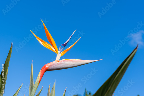 A Bird of Paradise (Strelitzia) flower with blue sky in the background. 