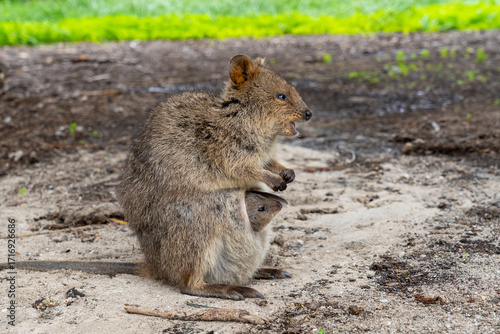 A mother quokka smiling on the ground and her baby quokka peeks out of the mother's pouch. August, Rottnest Island, Australia. The quokka (Setonix brachyurus) is a small macropod. 