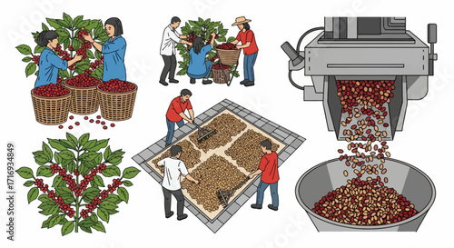 Clean, contemporary line art of the coffee industry. Captures the hard work of harvesting, the meticulous selection of beans, and the technology of a pulping machine.