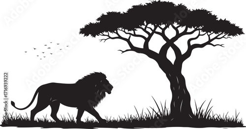 Lion silhouette walking under acacia tree