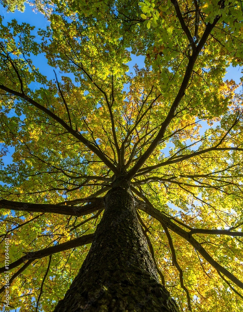 Fototapeta premium Looking up at a large tree canopy in autumn