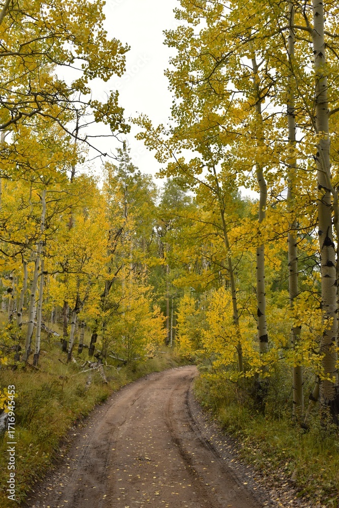 Obraz premium Autumn Road
