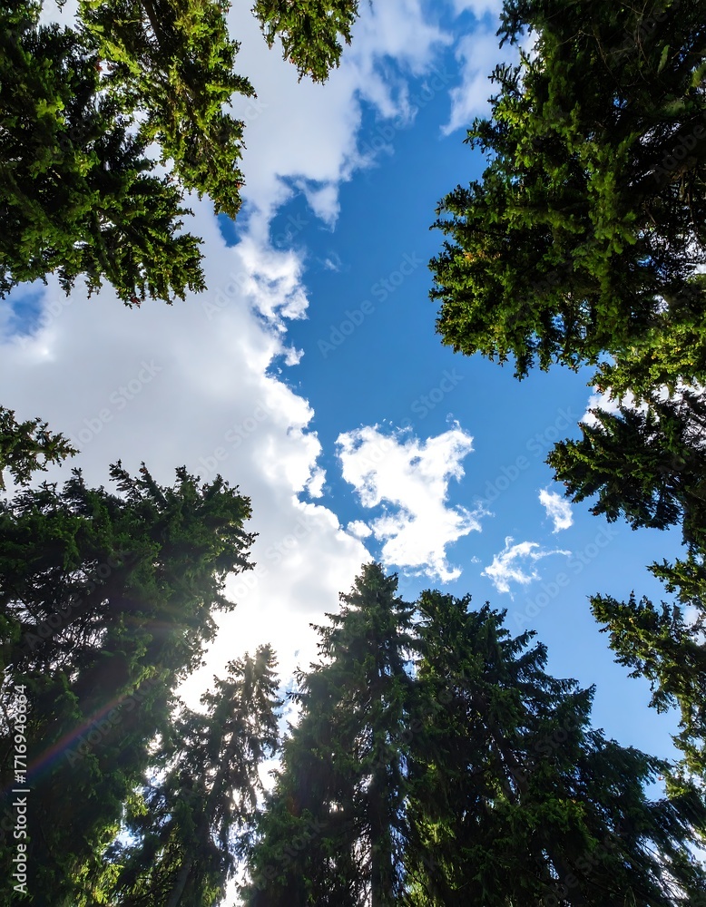 Obraz premium Looking up at trees and a partly cloudy sky