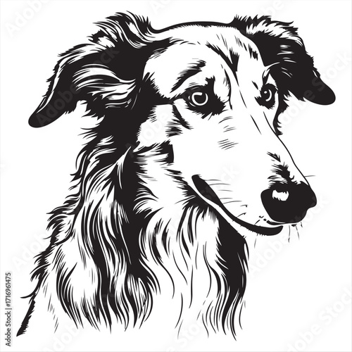 Elegant Borzoi Dog Portrait in Black and White