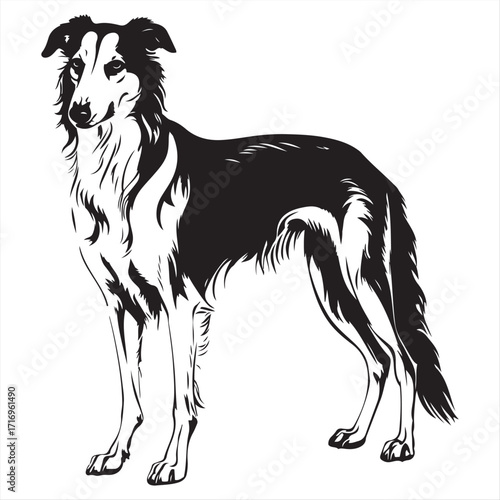 Elegant Borzoi Dog Portrait in Black and White