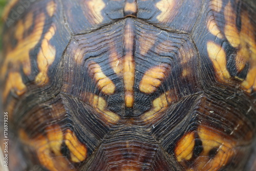 Macro closeup of a box turtle shell