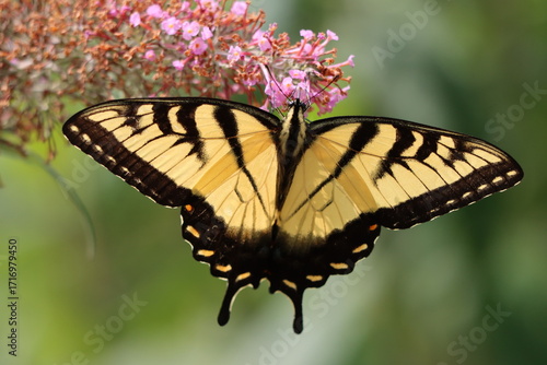 A beautiful eastern tiger swallowtail butterfly enjoying little pink flowers