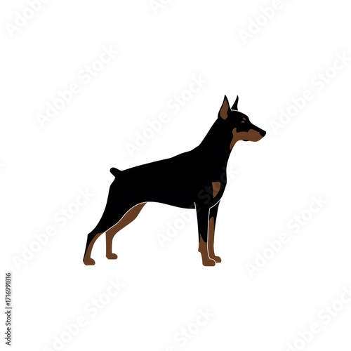 black dog sitting isolated on white background