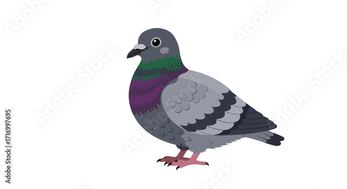 Stylized pigeon illustration standing isolated against white backdrop with vibrant plumaged, portraying a blend of urbanity and nature in simplistic
