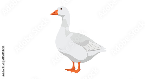 Elegant white goose standing gracefully on a plain background, showcasing its sleek plumage and vibrant orange beak, a serene illustration of nature