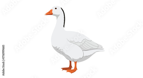 Elegant depiction of a pristine white goose with orange beak isolated against a pure white backdrop