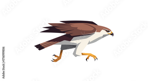 Illustration of a brown and white hawk on a white background displaying an impressive, wild and powerful appearance