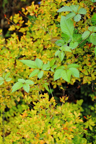 岐阜県池田町の緑の葉っぱと黄色い葉っぱ