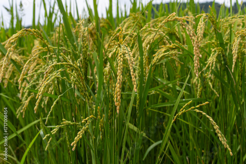 日本の田園に広がる秋の稲穂