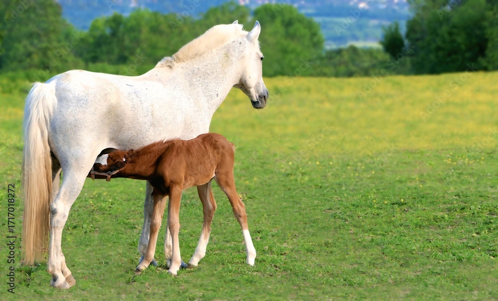 Obraz premium Foal and mother in green field 