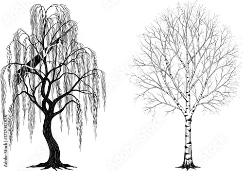 Weeping willow tree with drooping branches, birch tree with white bark, botanical illustration, tree species comparison, nature landscape, plant identification, outdoor scenery