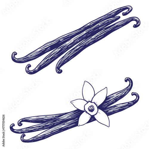Hand drawn illustration of vanilla beans and vanilla flower against a white background.