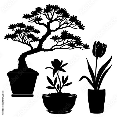 Silhouette of potted plants and a bonsai tree tulip