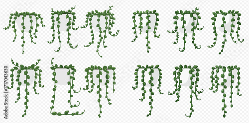 Collection of string of pearls plant illustrations in white pots, cascading downwards.