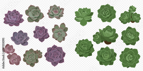 Collection of stylized succulent plants in varying shades of green and purple, arranged in two groups.