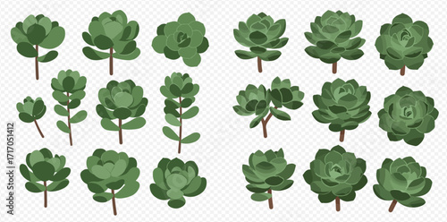 Illustration of various succulent plants with different shapes, sizes, and arrangements on a transparent background.