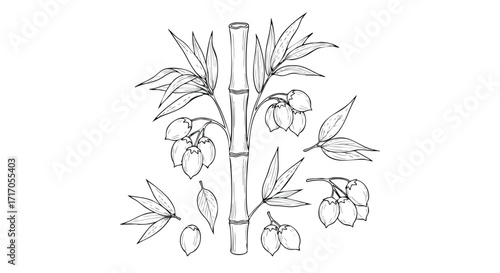 Illustration of a bamboo stalk surrounded by leaves and fruit clusters in a delicate line art style.
