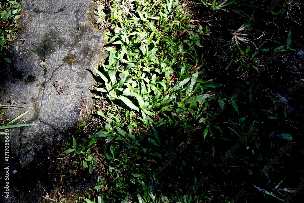 Obraz premium The mini elephant grass or axonopus has green leaves that grow well in gardens exposed to direct sunlight in the morning.