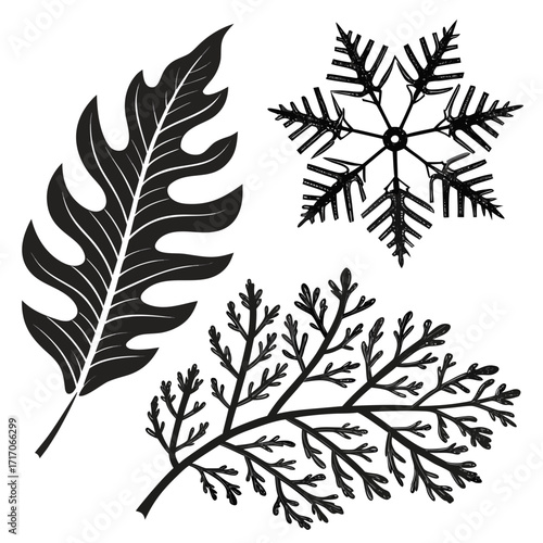 Black silhouette of tropical leaf snowflake and fern frond